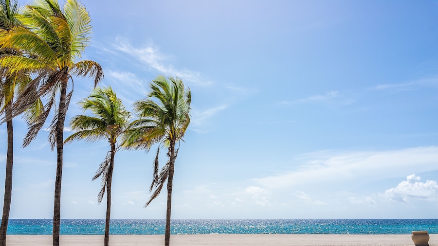 Hollywood beach in north Miami, Florida with sand landscape beautiful palm trees in foreground against idyllic ocean water and sunny blue sky in summer
