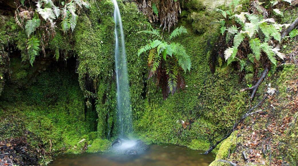 Tasman Region which includes a cascade