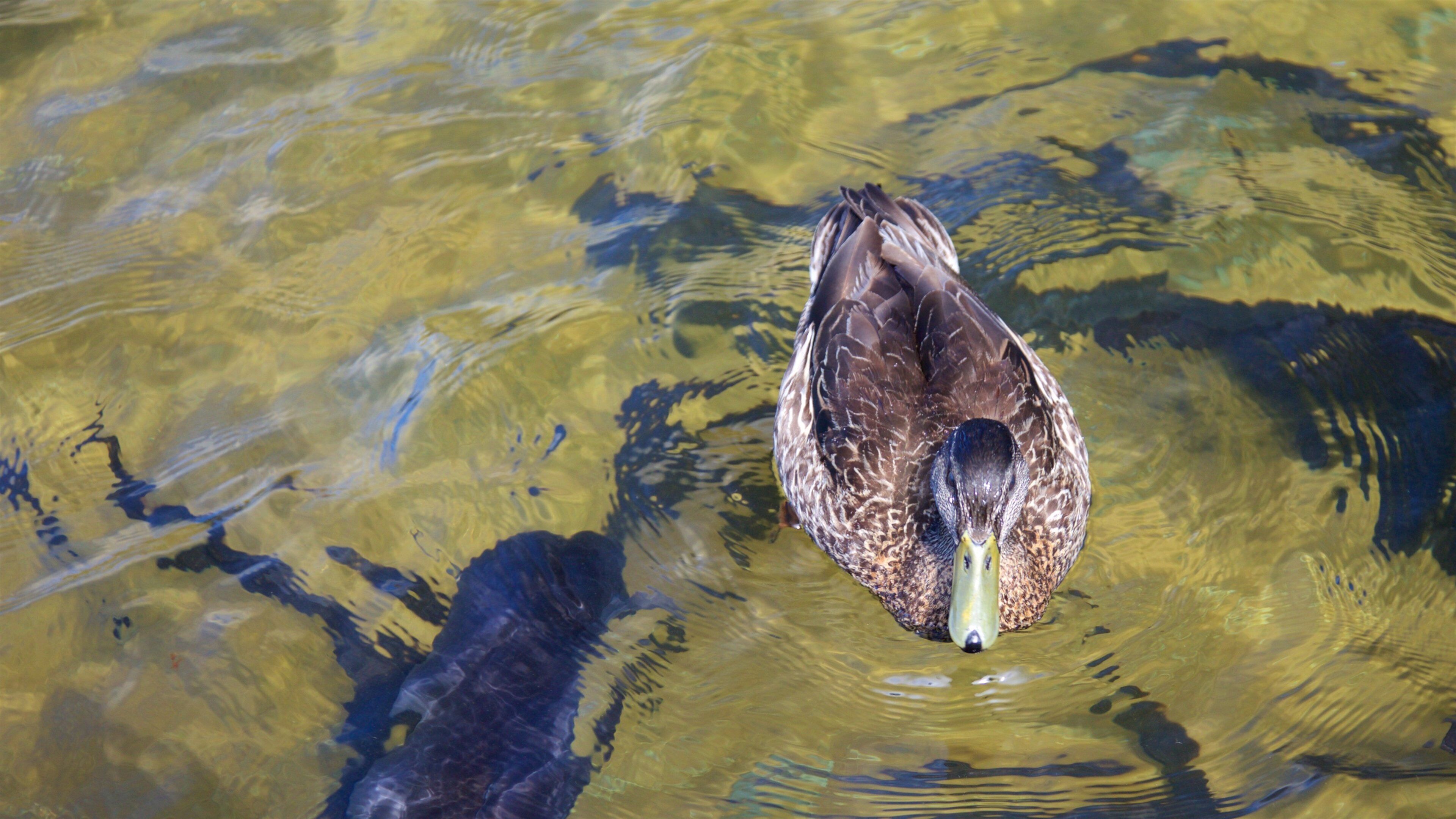 Tasman Region showing a pond and bird life