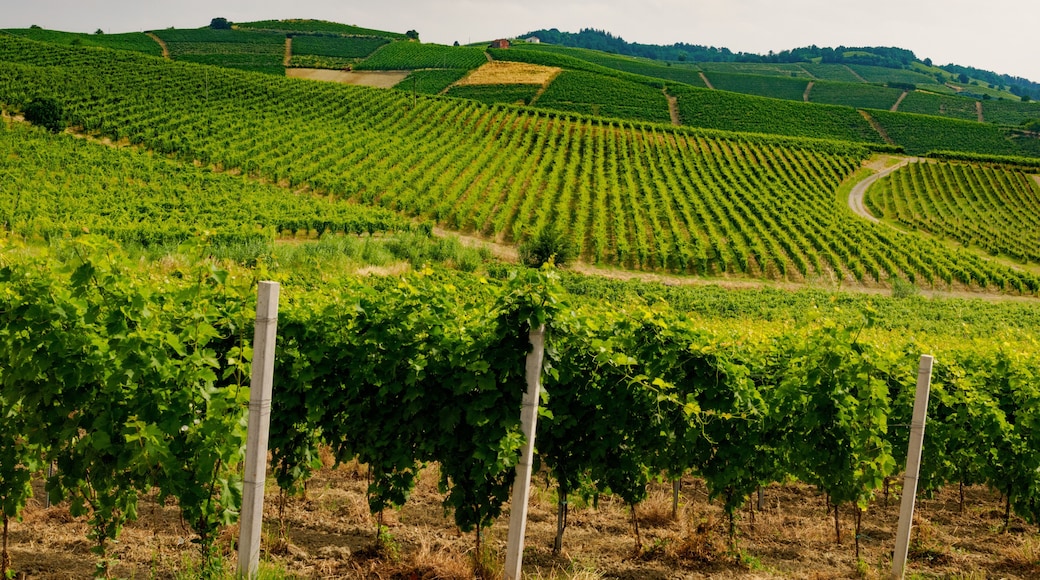 Vineyards in Monferrato near Ricaldone, Alessandria province, Italy
