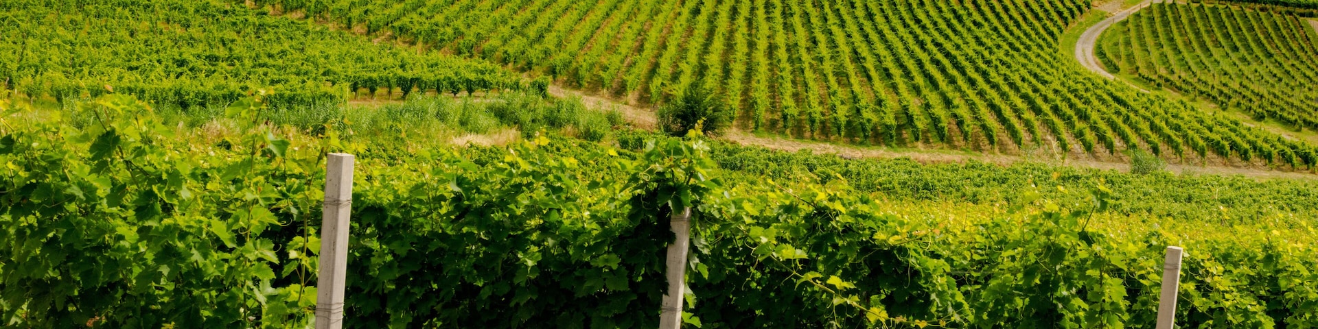 Vineyards in Monferrato near Ricaldone, Alessandria province, Italy