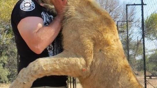 While my experience at the park was great and I got to play with some pretty big lions I found out things about the park afterwards that makes me wish I'd never gone. Basically petting big cats signals their death. The lion parks use the older lions and sell them to the canned hunting industry. I was lied too at the park and do not recommend that anyone ever goes to a park where you can pet or walk with lions. Highly not recommended to visit Ukutula! Or any other lion park in Africa for that matter!