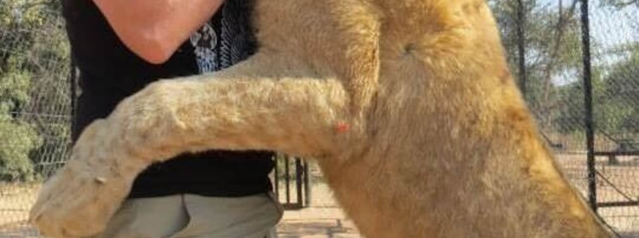 While my experience at the park was great and I got to play with some pretty big lions I found out things about the park afterwards that makes me wish I'd never gone. Basically petting big cats signals their death. The lion parks use the older lions and sell them to the canned hunting industry. I was lied too at the park and do not recommend that anyone ever goes to a park where you can pet or walk with lions. Highly not recommended to visit Ukutula! Or any other lion park in Africa for that matter!