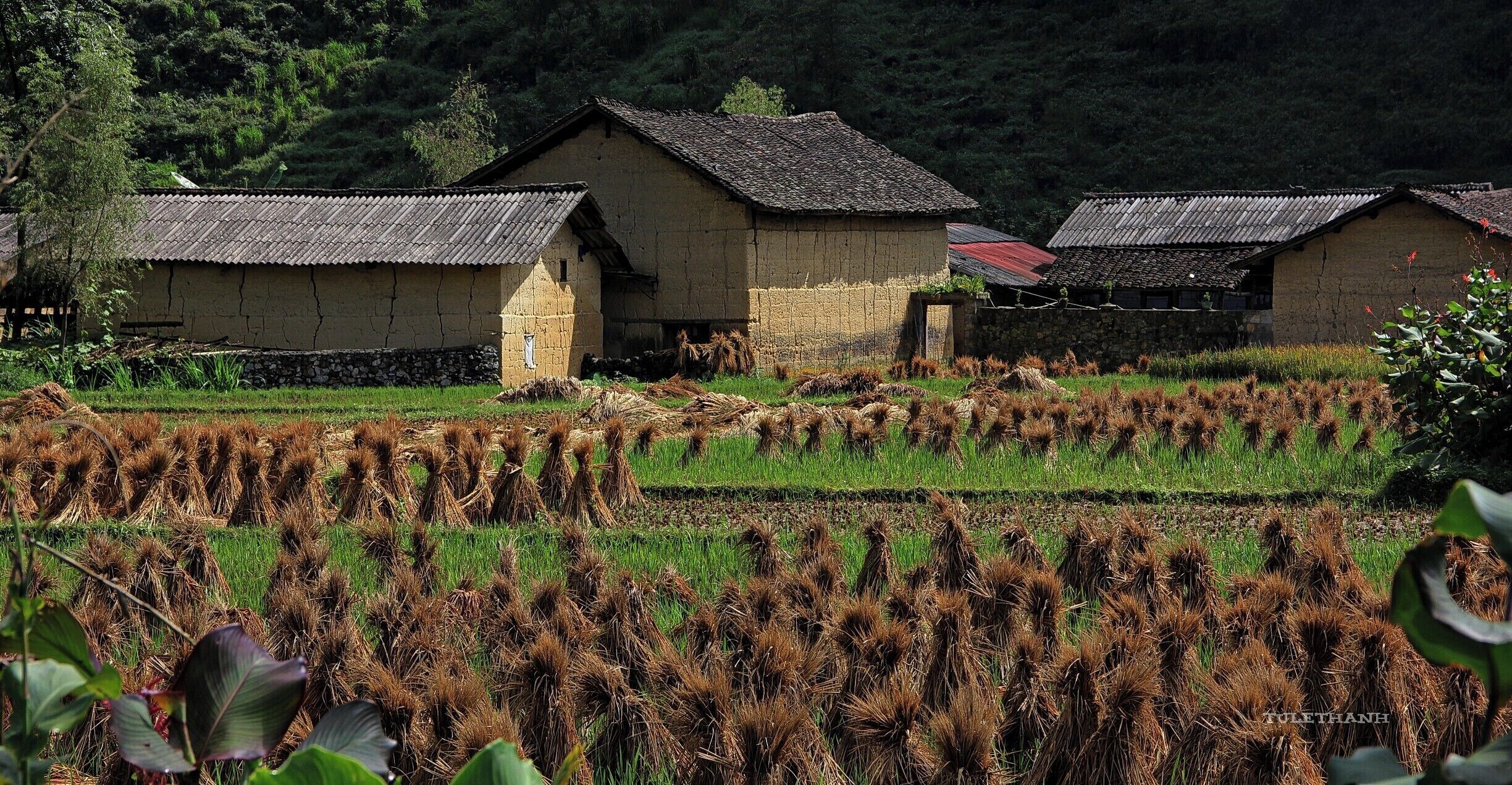 NHÀ TRÌNH TƯỜNG PHỐ CÁO