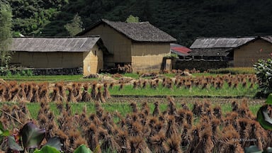Paisagem rural com casas tradicionais e campos de arroz em socalcos.