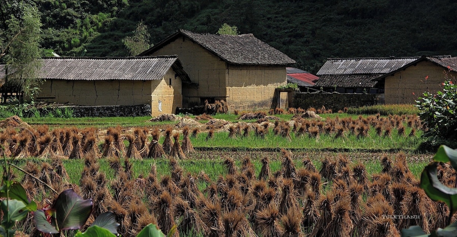 A rural landscape with traditional houses and terraced rice fields.