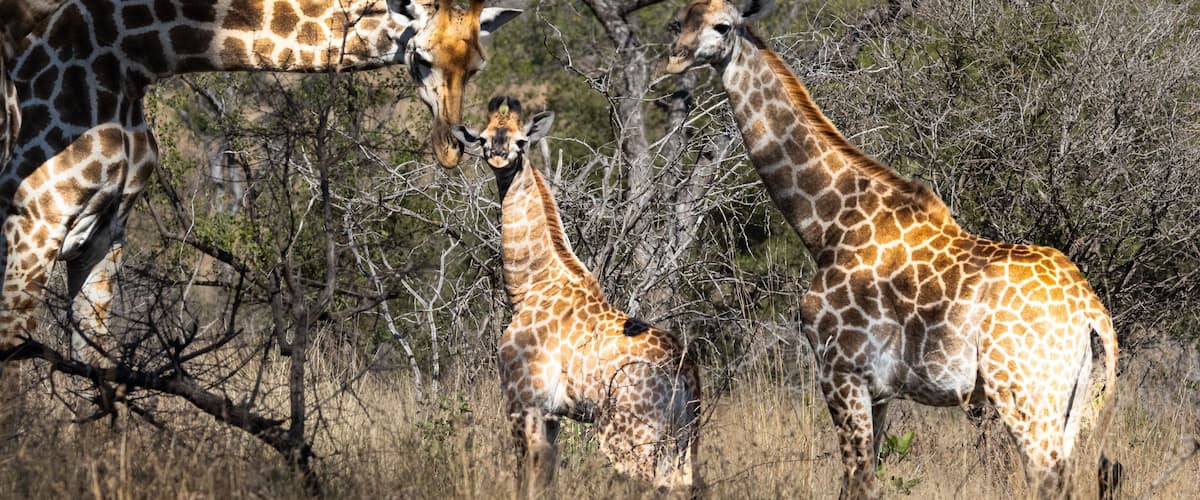 A group of giraffes in a dry, grassy savannah with sparse trees.