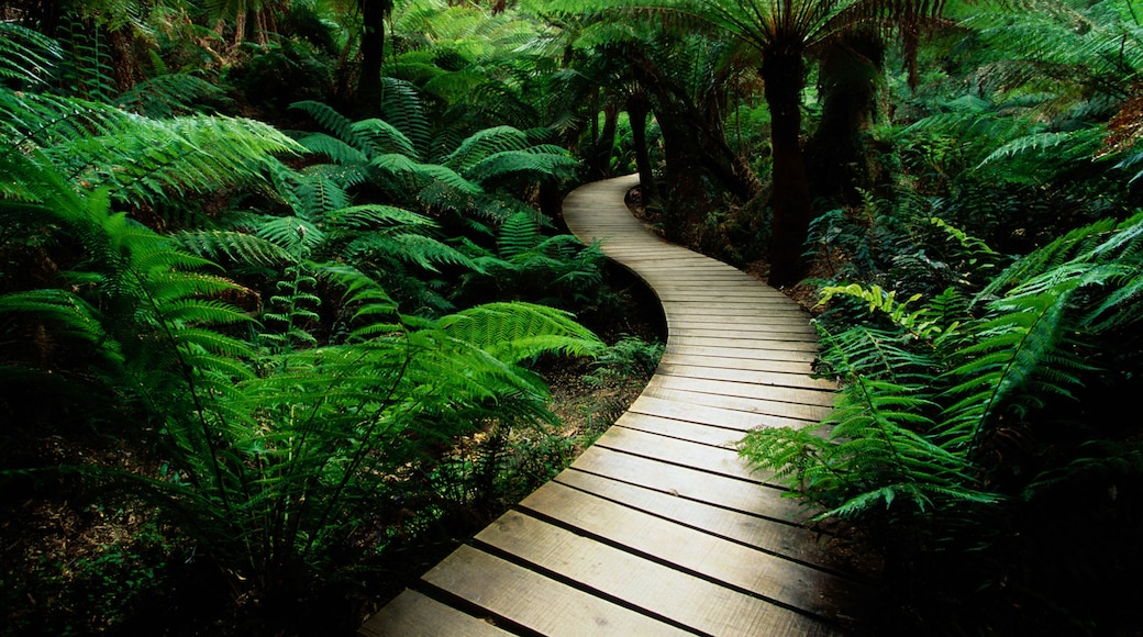 Sentier de la forĂȘt tropicale Maits Rest Rainforest Walk