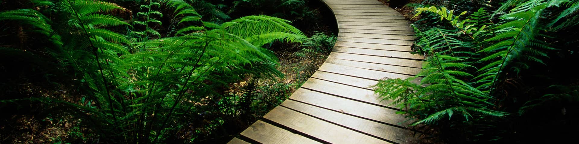 Una pasarela de madera serpentea por un denso bosque de helechos.