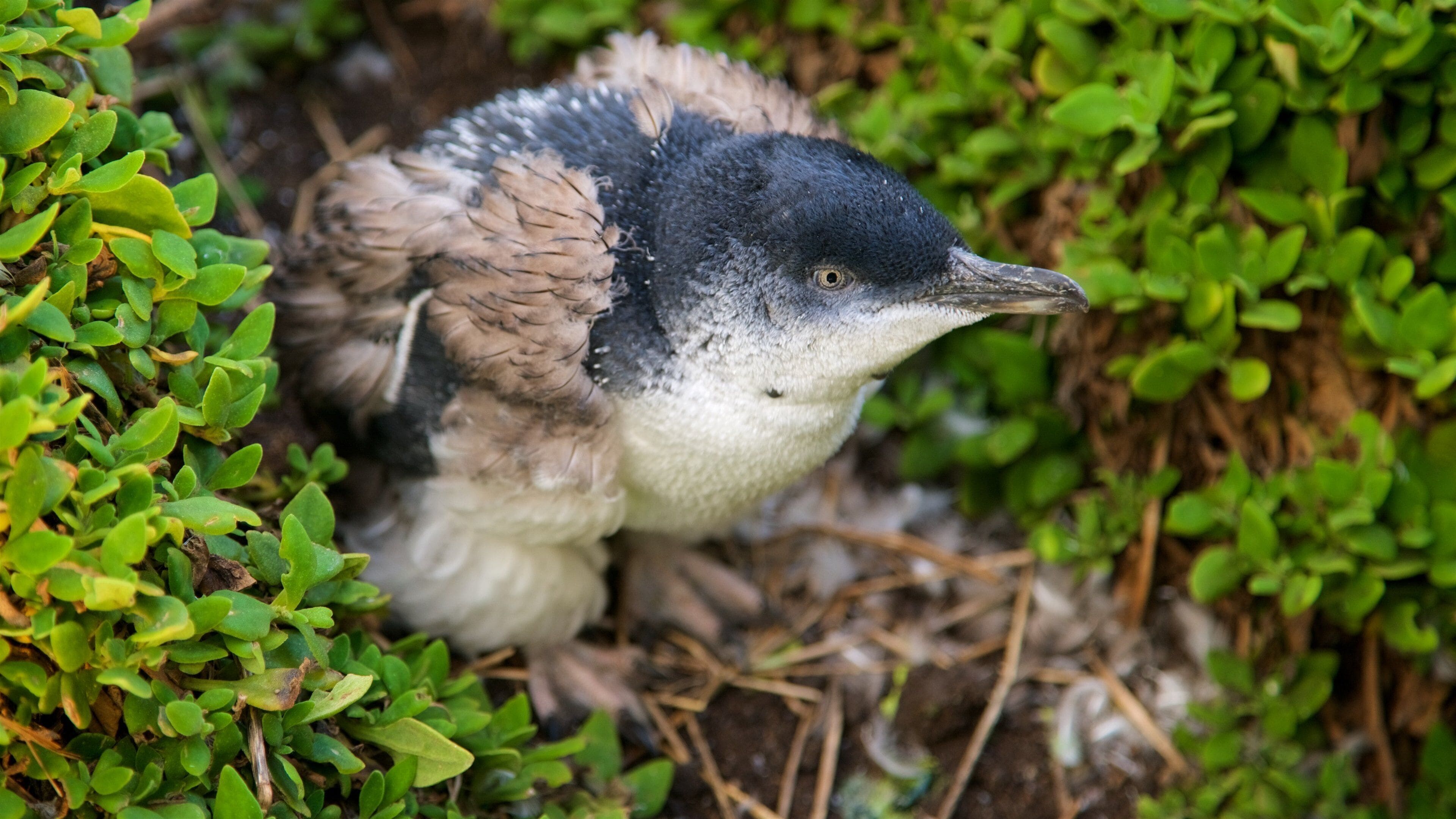 A baby bird with fluffy feathers, nestled among green foliage.