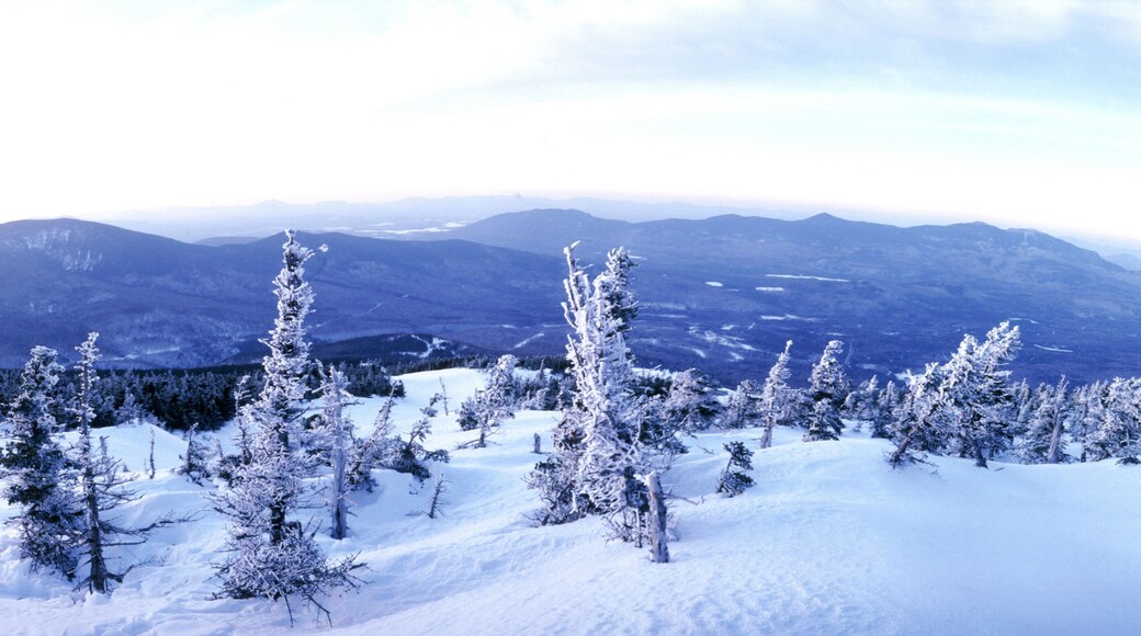 シュガーローフ