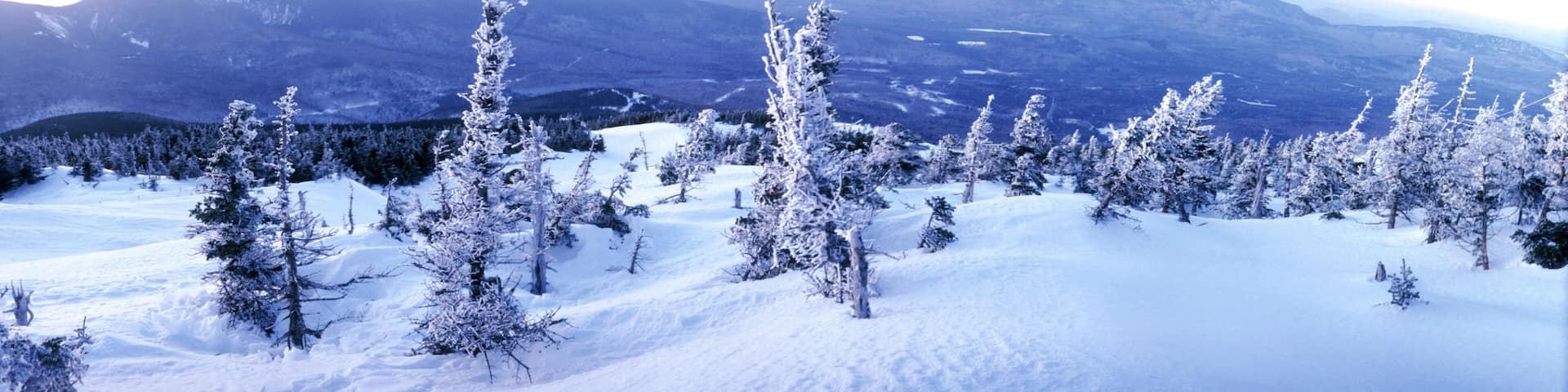 Snowy mountain and snow covered trees.