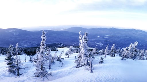 シュガーローフ