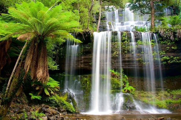 Russell Falls featuring forests and a waterfall