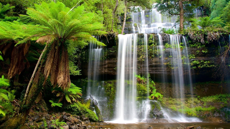 Russell Falls featuring forests and a waterfall