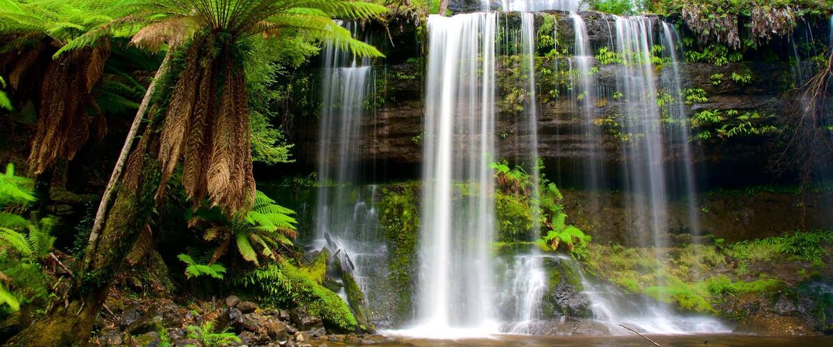 A multi-tiered waterfall surrounded by lush green ferns and trees.