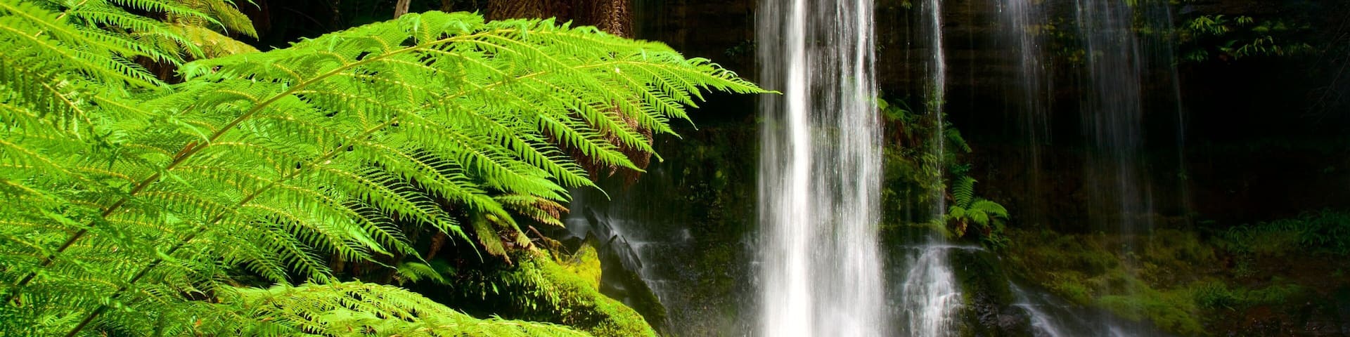 A waterfall surrounded by lush green ferns and rocks.