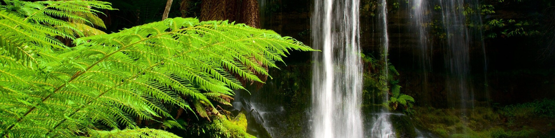 Uma cascata rodeada por samambaias verdes exuberantes e pedras.