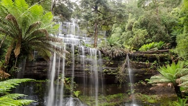 Russell Falls lies within Tasmania, Australia. It is situated in lush, green rainforest. Long exposure with moss covered rocks in the foreground.