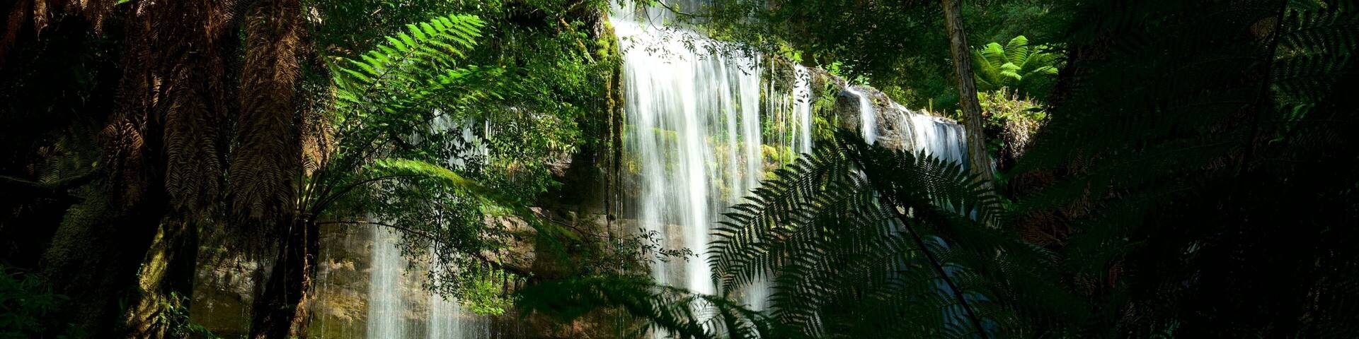 A waterfall surrounded by dense green foliage.
