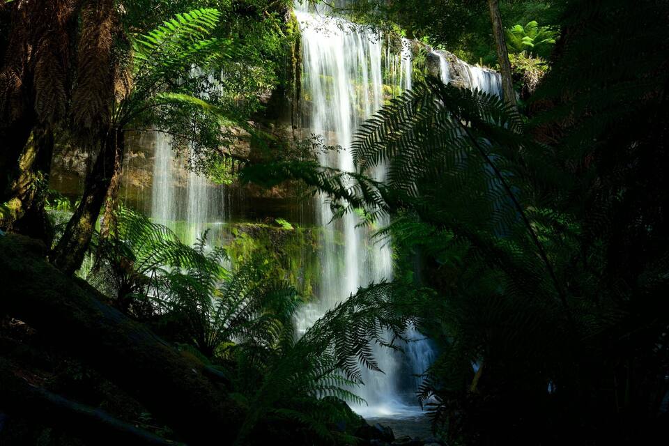 A waterfall surrounded by dense green foliage.
