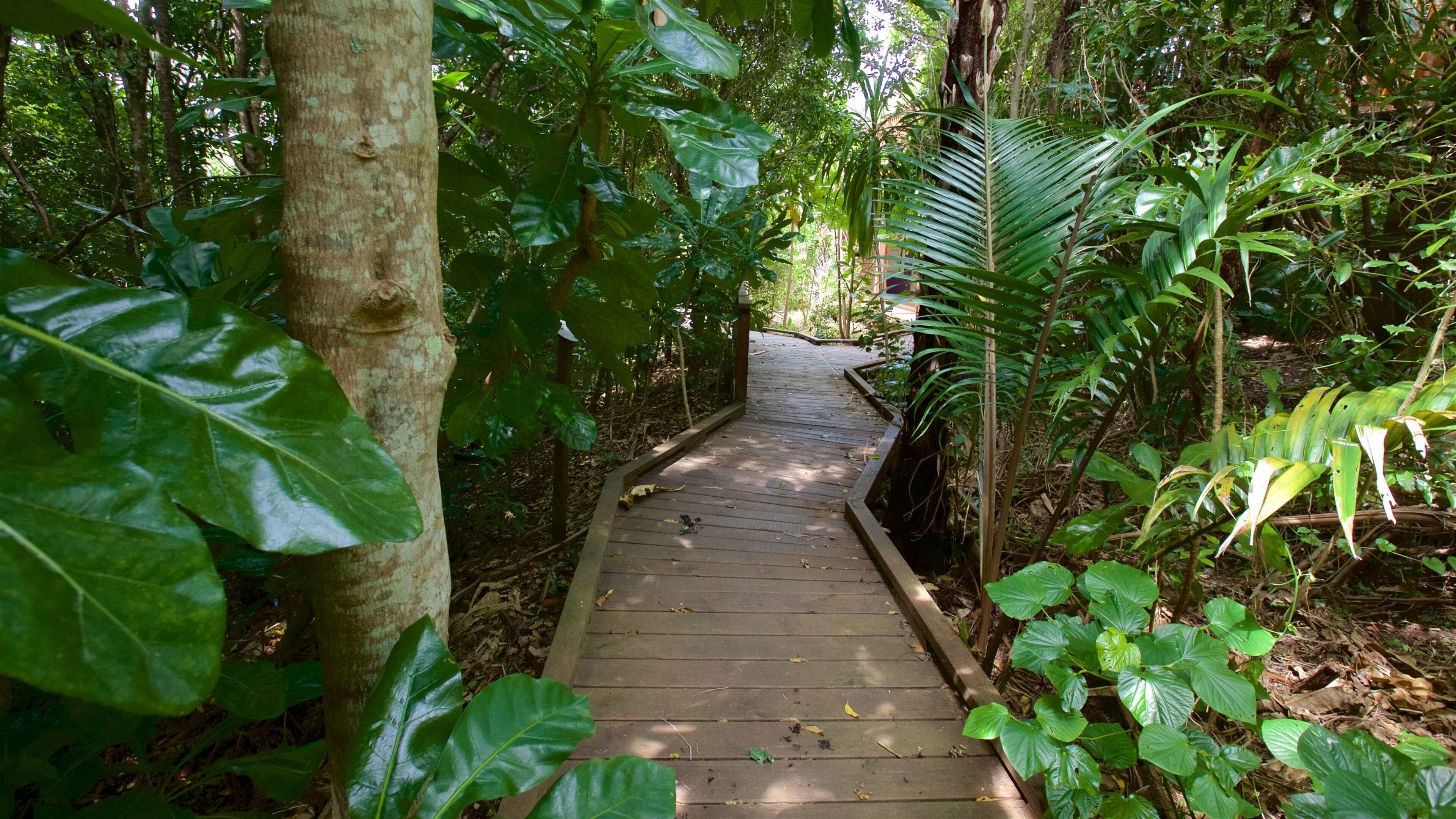 Norfolk Island featuring a park
