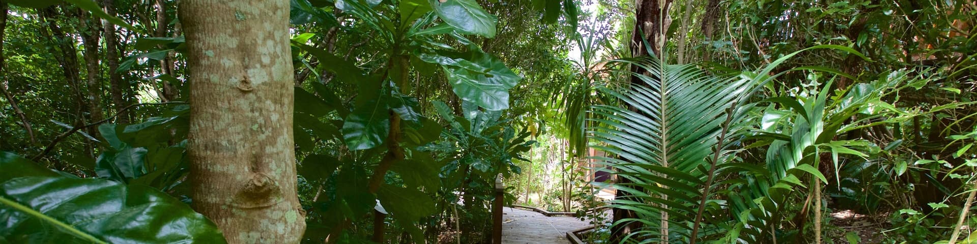 Una pasarela de madera que atraviesa un bosque frondoso.