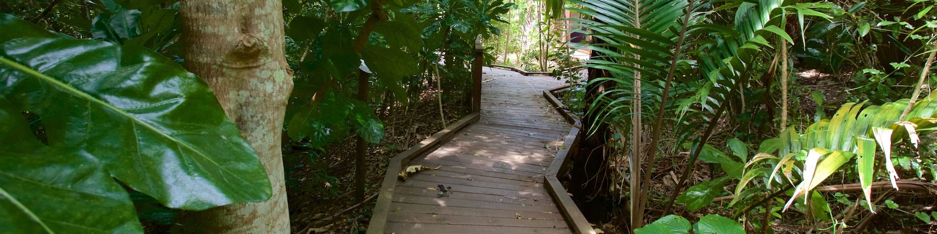 Ilha Norfolk que inclui um jardim