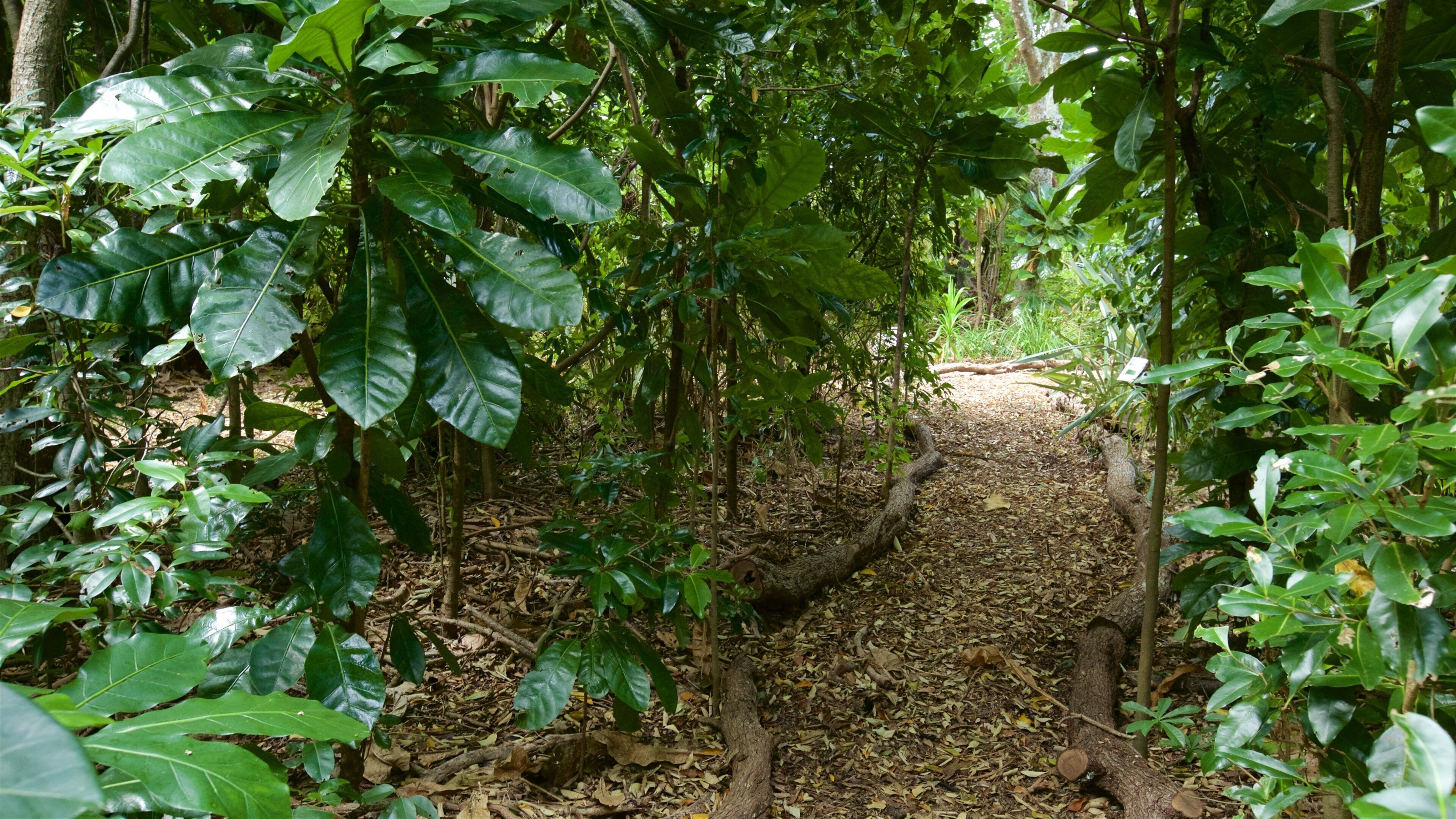 Île Norfolk qui includes forêts et parc