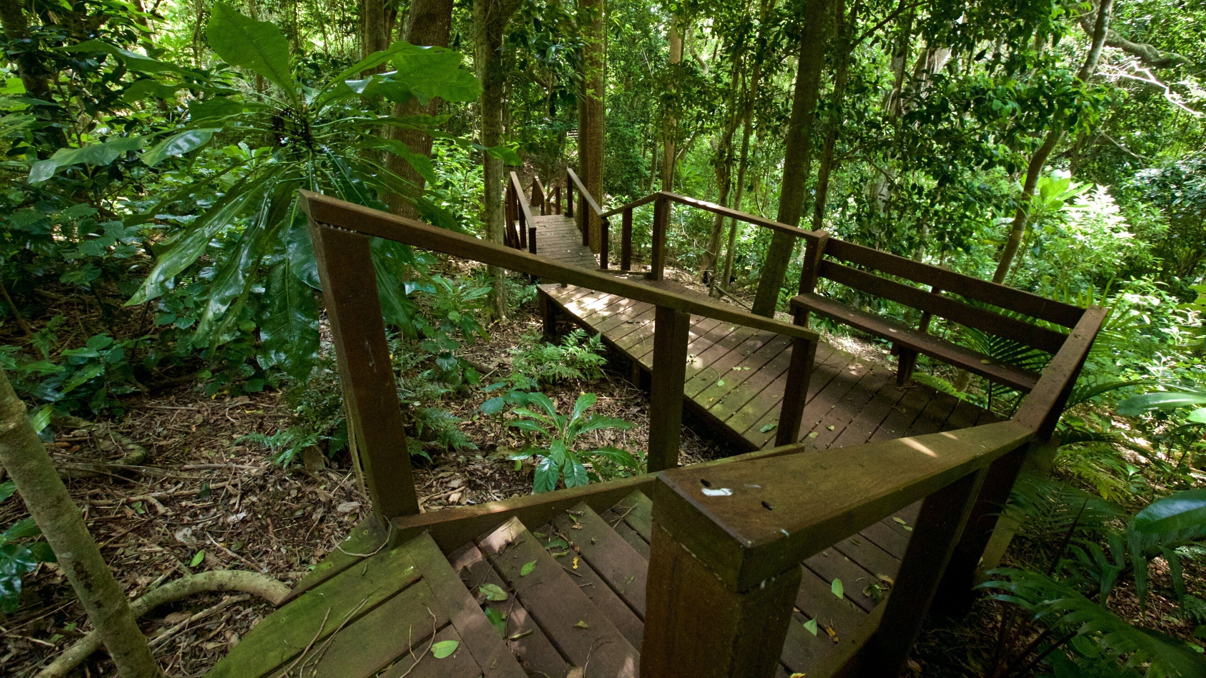 Norfolk Island showing a garden and forest scenes