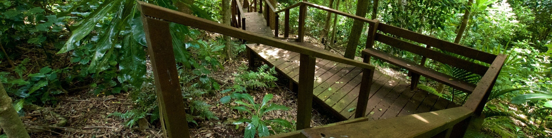 Isla Norfolk ofreciendo imágenes de bosques y un parque