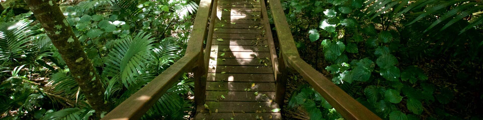 Norfolk Island showing a park and forests