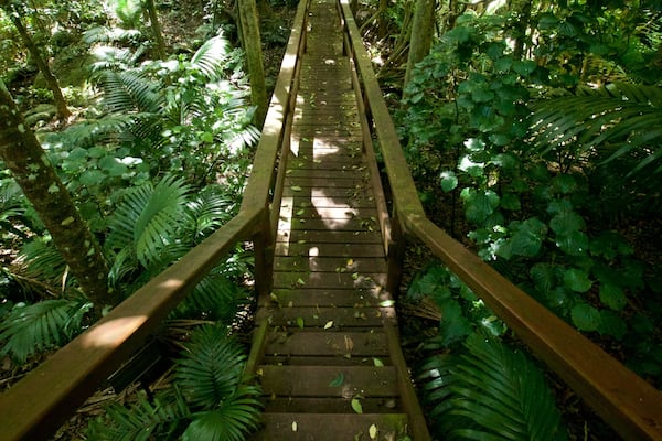 Norfolk Island showing a park and forest scenes