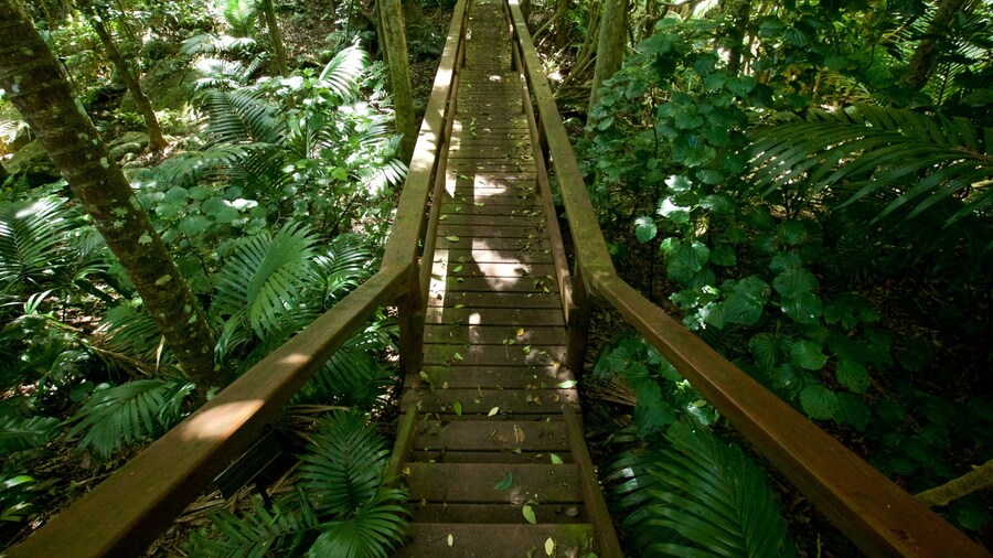Norfolk Island which includes forest scenes and a garden