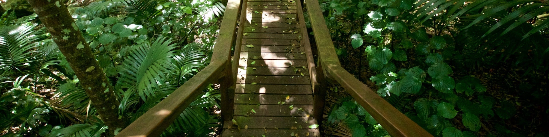 Isla Norfolk ofreciendo un parque y bosques