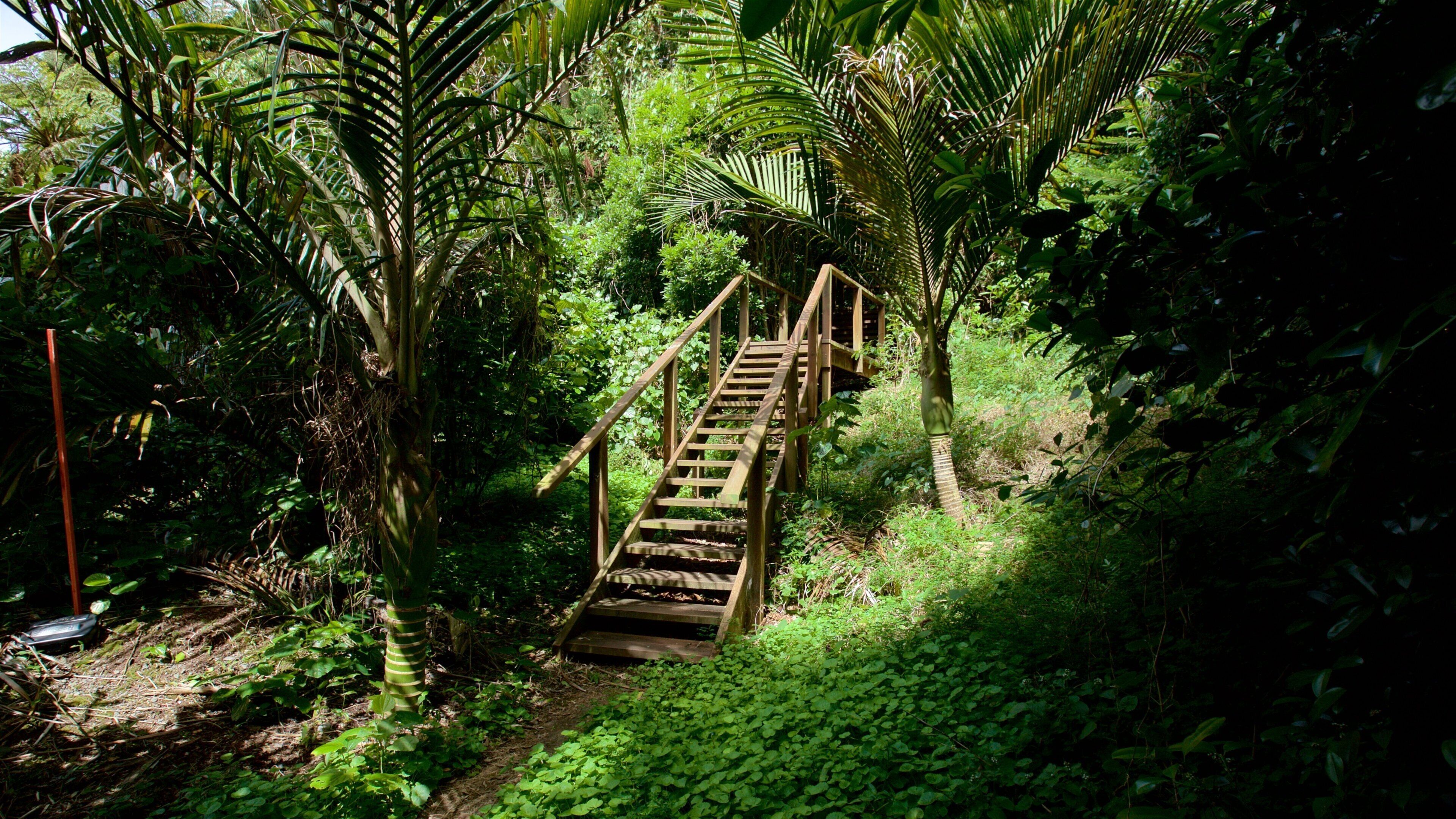 Norfolk Island showing forests and a park