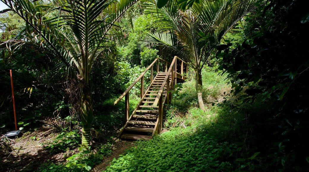 Norfolk Island showing forests and a park