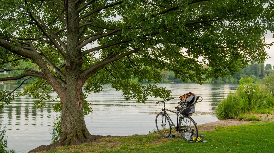 Neckarwiese showing a lake or waterhole and a park