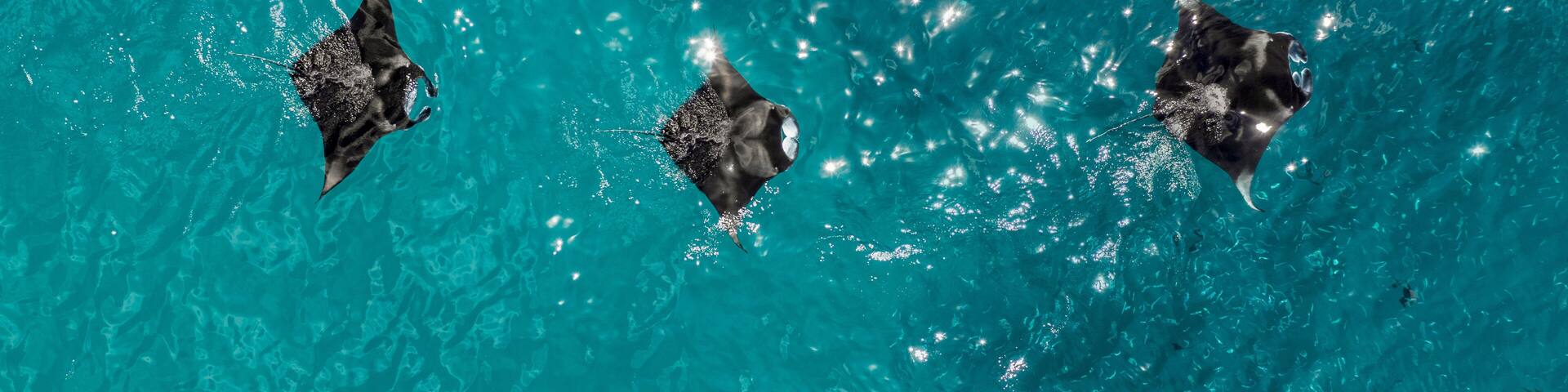 Three stingrays swimming in clear blue water.