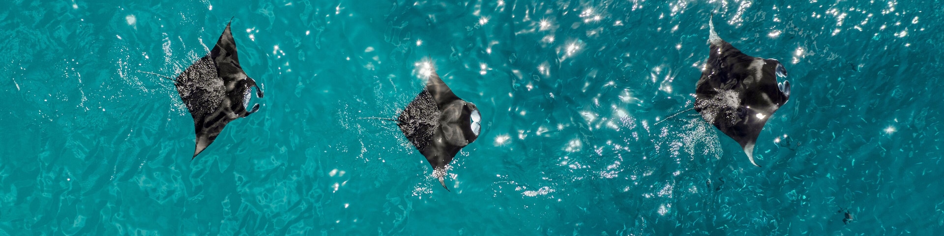 Mantas at Hanifaru