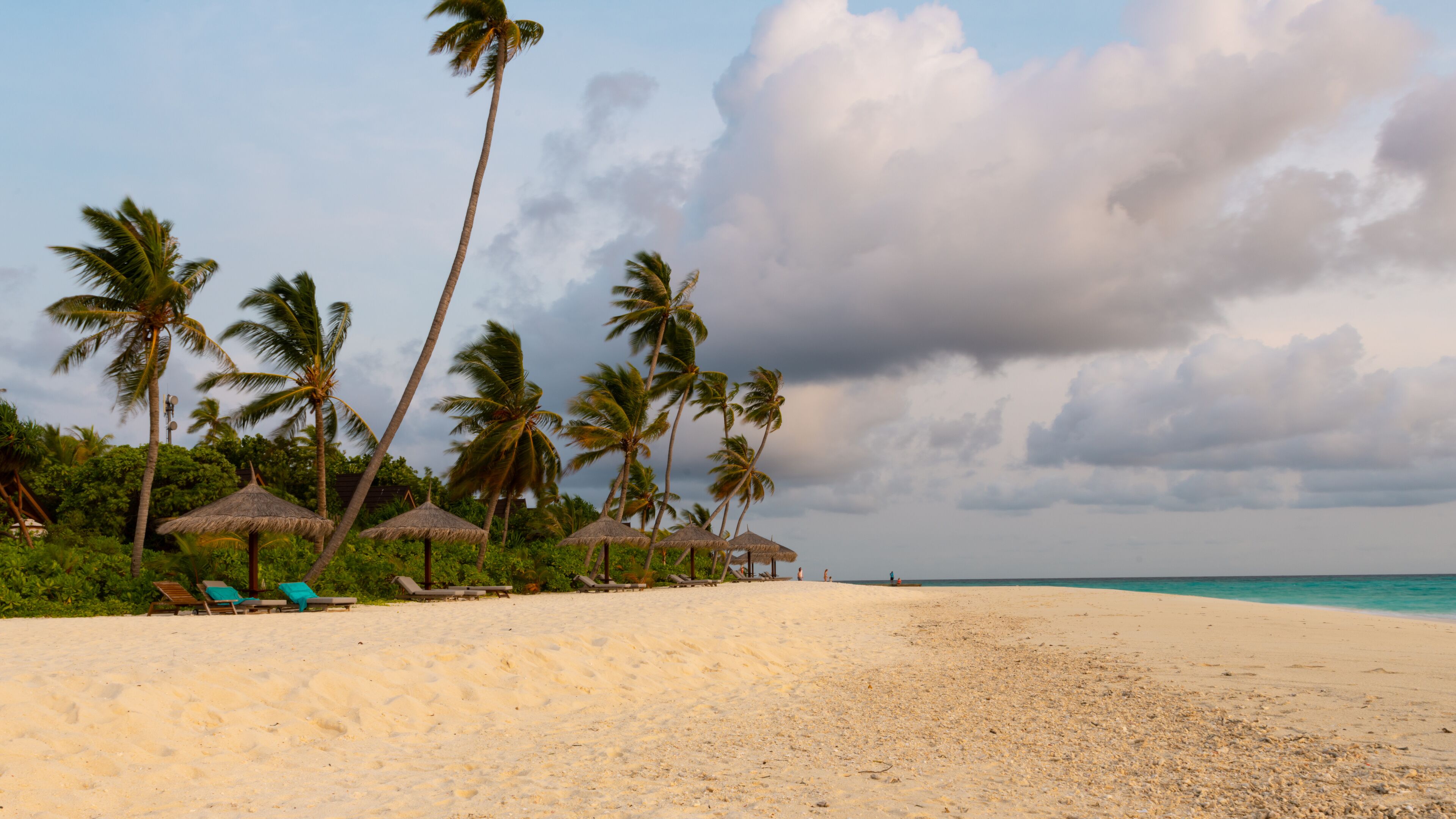 A beach with palm trees, thatched umbrellas, and lounge chairs.