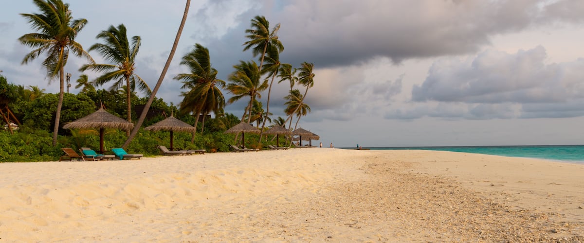 A beach with palm trees, thatched umbrellas, and lounge chairs.