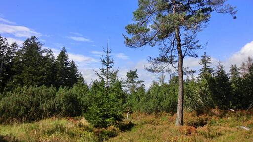 Auf der Königsheide 1