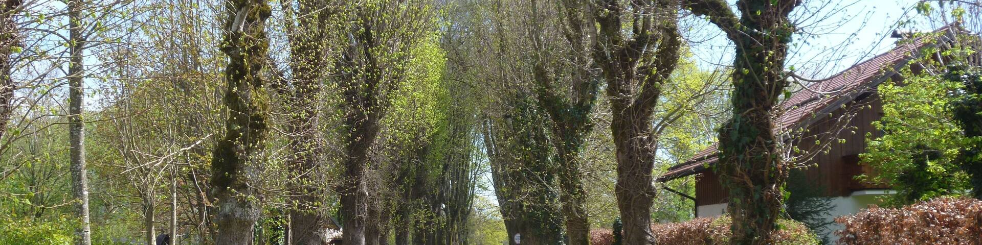 Allee in Ebenhausen