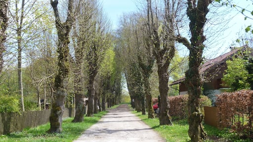 Allee in Ebenhausen