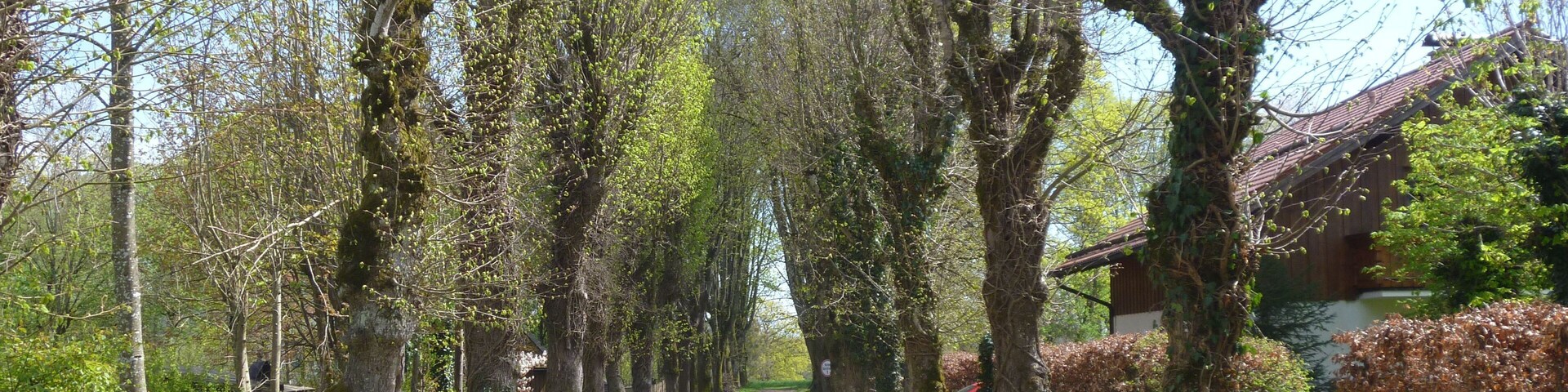 Allee in Ebenhausen