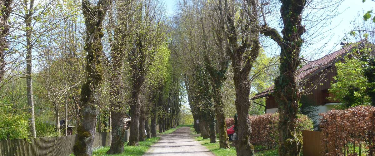 A tree-lined path with a wooden structure on the right.