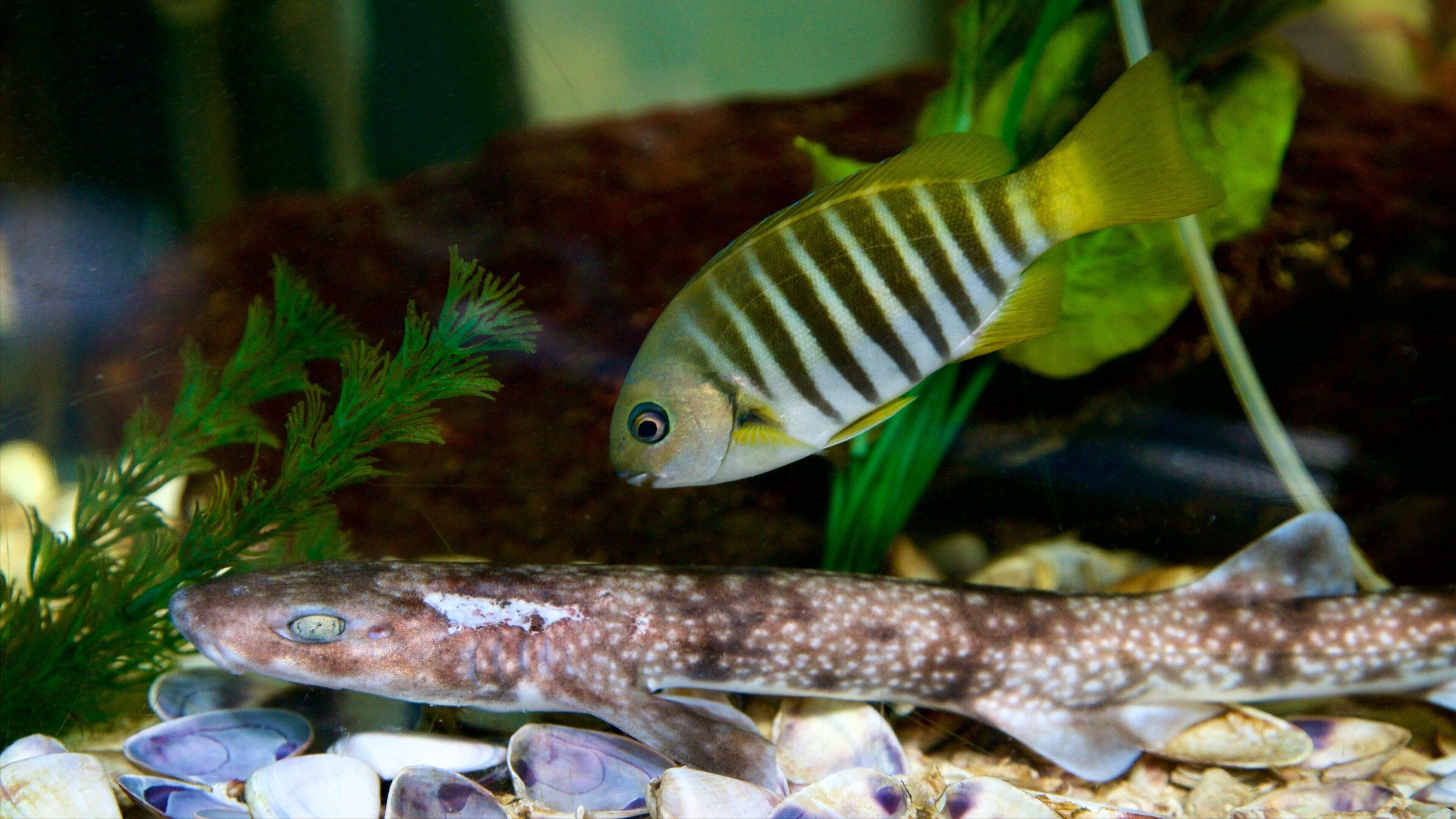 Fleurieu Peninsula showing marine life