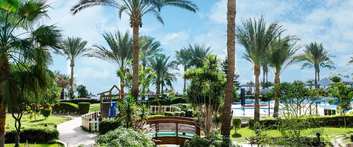 beautiful exotic garden with palm trees