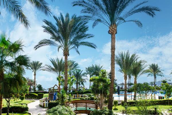 beautiful exotic garden with palm trees